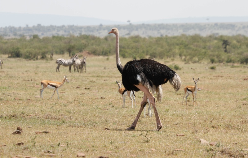 Our Kenya safari - February 2014 Variou15