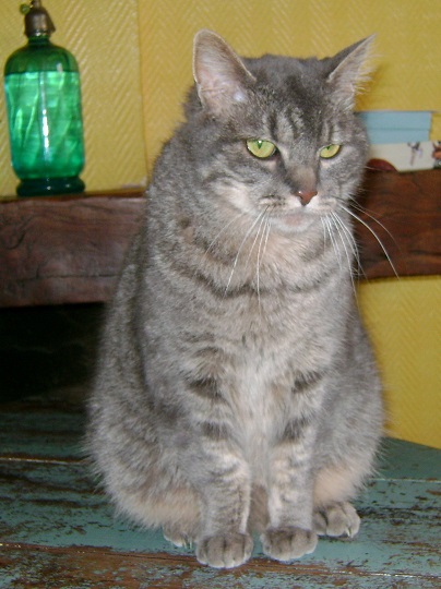 Aspaïs jeune chatte tigrée grise  ECOLE DU CHAT DE CAEN Aspaas13