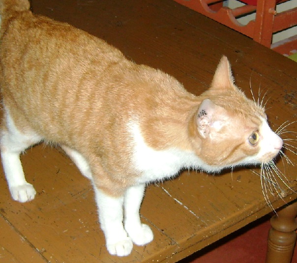 Gitan, tout jeune chat roux et blanc : ECOLE DU CHAT DE CAEN Gitan10