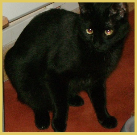 MARCEL beau  jeune chat mâle noir  ECOLE DU CHAT DE CAEN Ravel_10