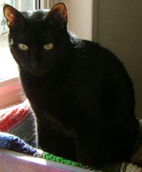 MARCEL beau  jeune chat mâle noir  ECOLE DU CHAT DE CAEN Ravel_11