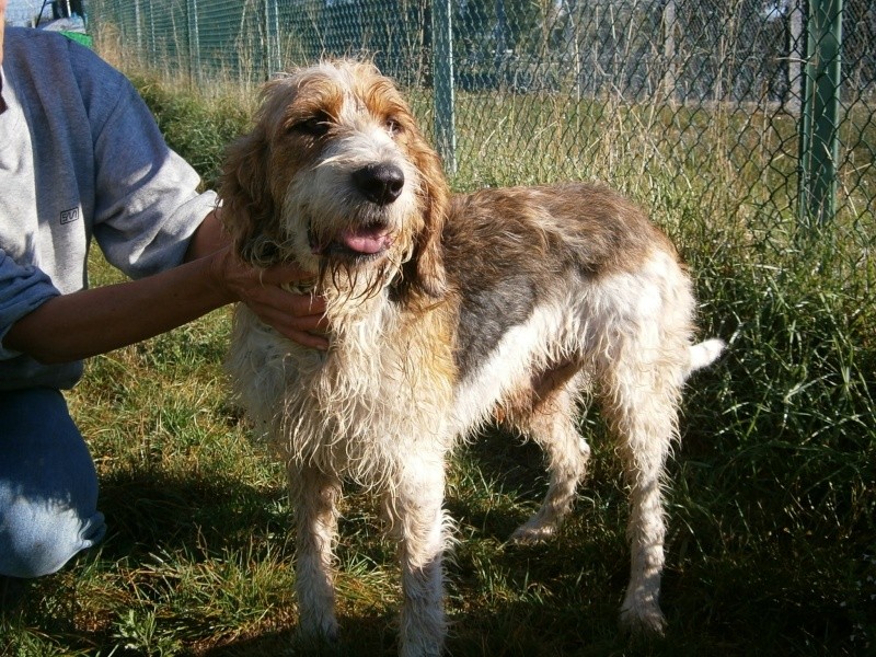 SWANNY - griffon 3 ans - Refuge des Berauds à Romans (26) Swanny12