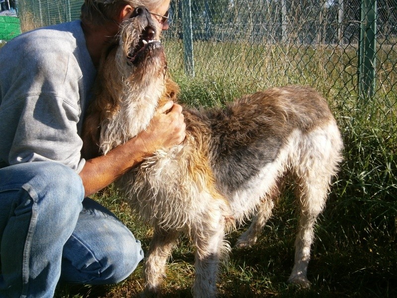 SWANNY - griffon 3 ans - Refuge des Berauds à Romans (26) Swanny14