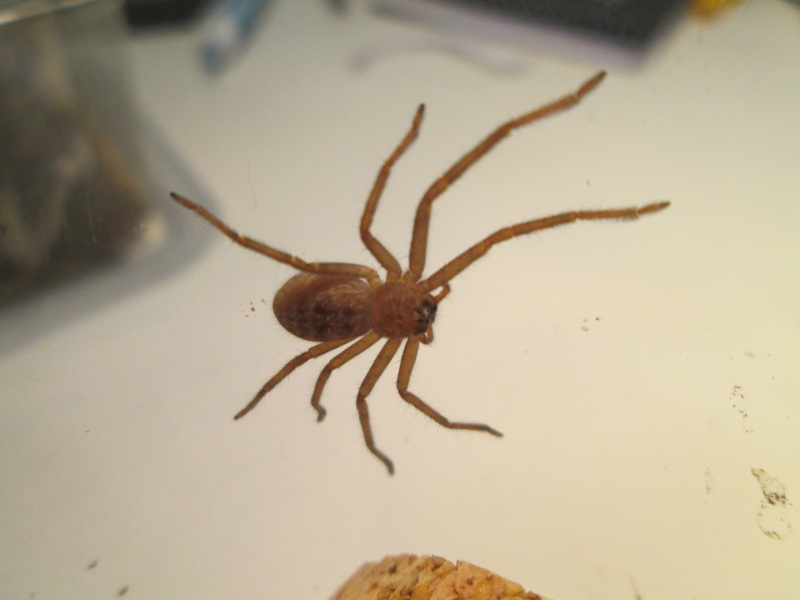Holconia insignis Img_1931