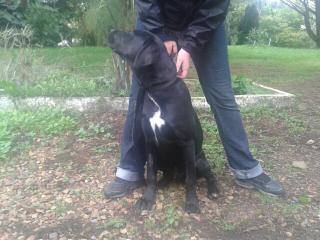 IPOS labrador noir 1 an - Aunay sur Odon 14 13831310