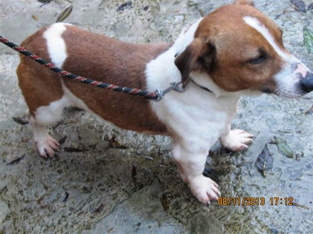 ICTUS croisé jack russel terrier 2 ans - Aunay sur Odon 14 Photo_11