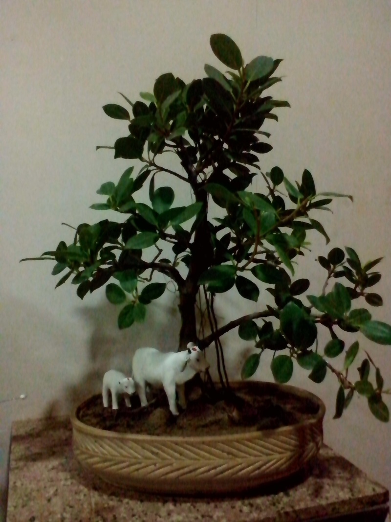 Ficus - Help Styling and Growing Tips Img_2013