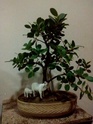 Ficus - Help Styling and Growing Tips Img_2010