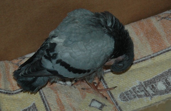 Bébé pigeon tombé du nid J2b10