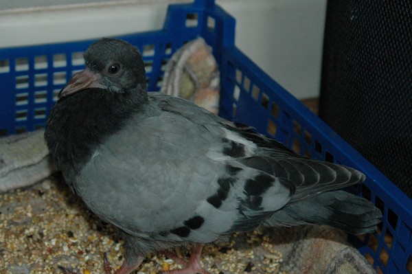 Pigeon - Bébé pigeon tombé du nid J7a11