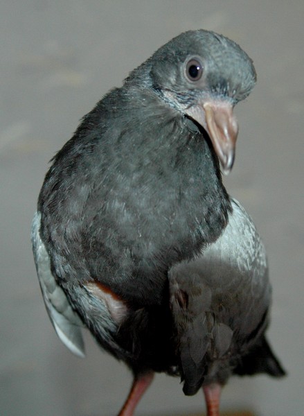 Pigeon - Bébé pigeon tombé du nid J7c11