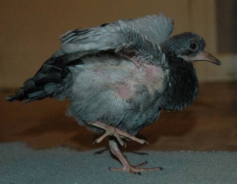 Bebe Pigeon Tombe Du Nid Bebe Pigeon Tombe Du Nid