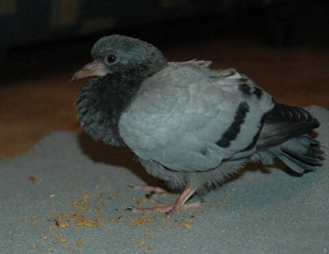Bebe Pigeon Tombe Du Nid