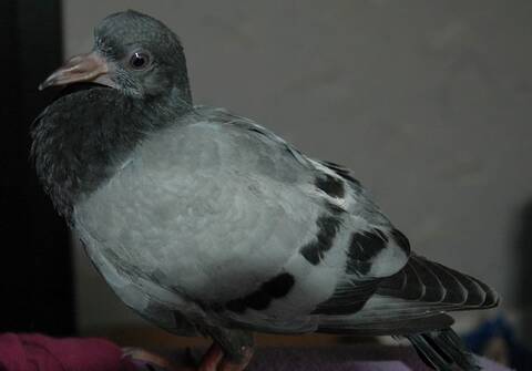 Bebe Pigeon Tombe Du Nid