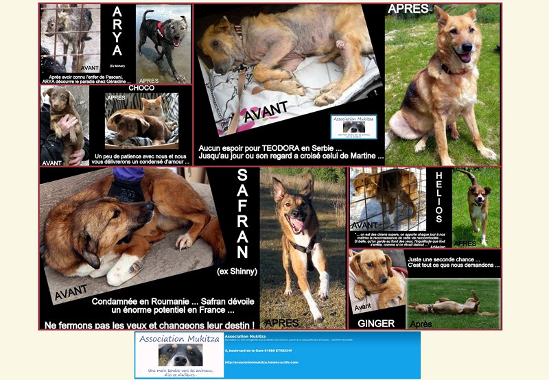 PHOTOS AVANT/APRES CHIENS ET CHATS MUKITZA - Page 3 Poster10