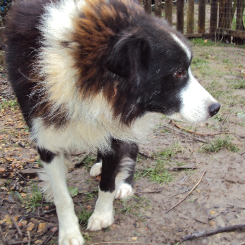 BARRY, M-X border collie, né env.2009 (Tamara) - En FALD  - Page 2 02010