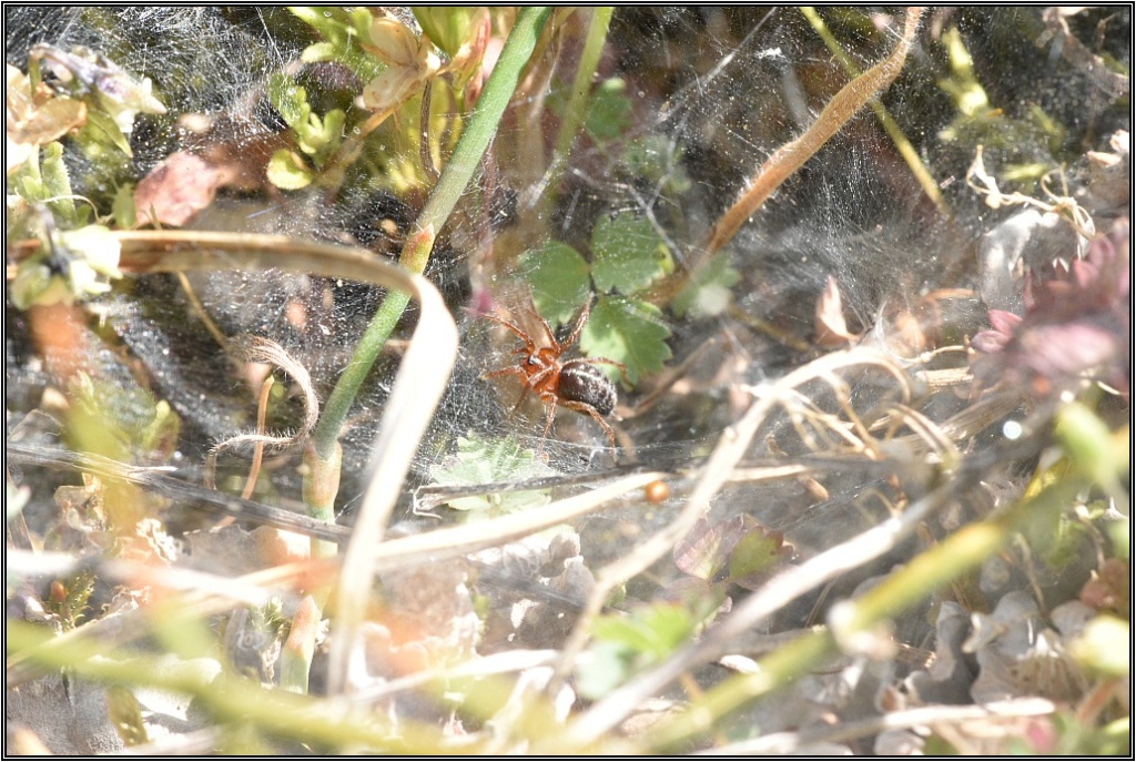 Linyphiidae Non [Agelena labyrinthica] Dsc_8310