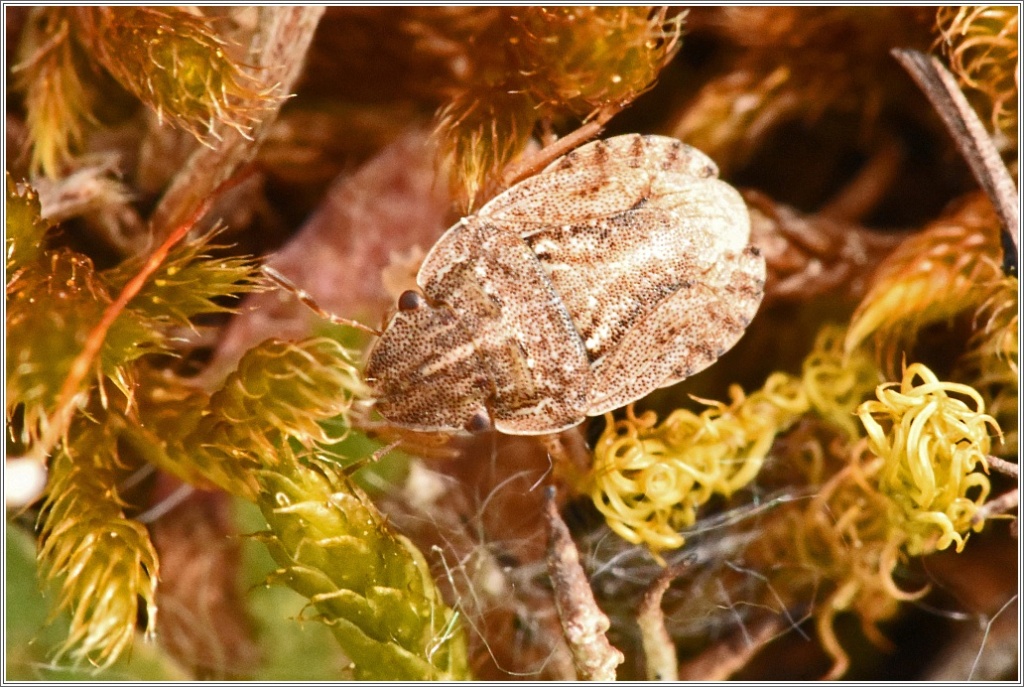 [Sciocoris sp.] Sciocoris sp. ? Scioco11