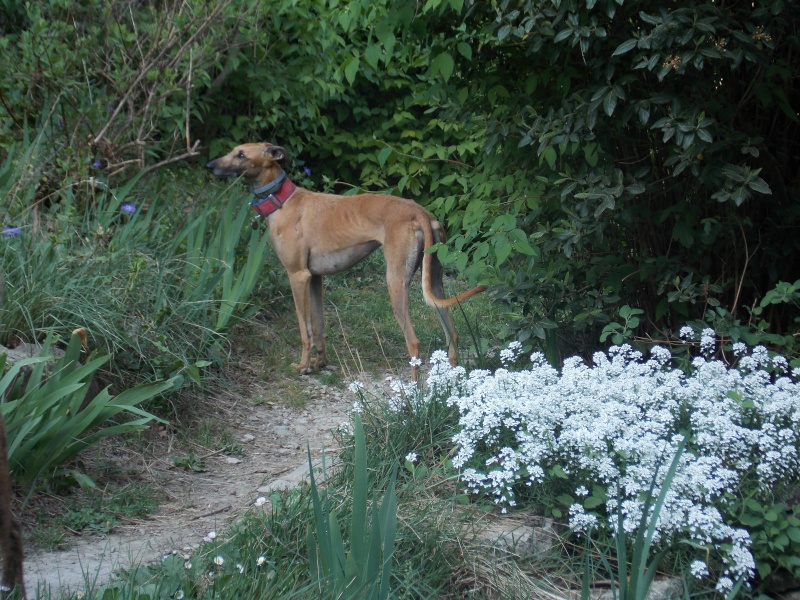 Galga Charlotte – un amour – Adoptée !  - Page 10 00312