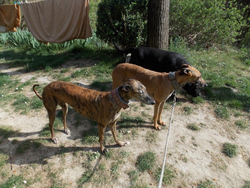 Galga Charlotte – un amour – Adoptée !  - Page 8 Photo_18