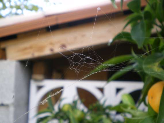 Toile d'araignée au jardin 23_oct12