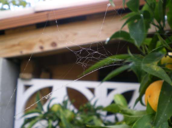 Toile d'araignée au jardin 23_oct13