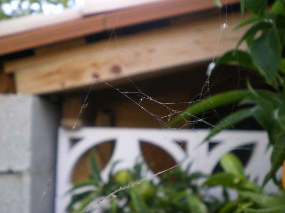 Toile d'araignée au jardin 23_oct14