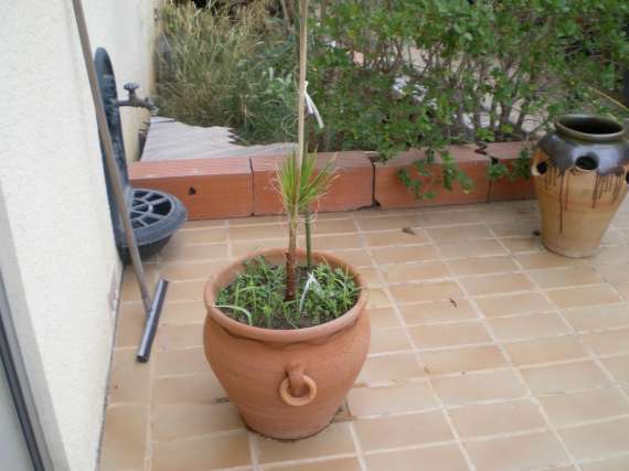 Palmiers . Photos, plantation, entretien - Page 3 31_oct15
