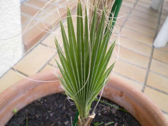 Palmiers . Photos, plantation, entretien - Page 3 31_oct17