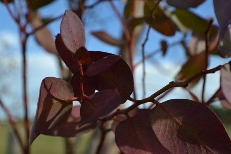  Les feuilles -une splendeur  Dsc_0110