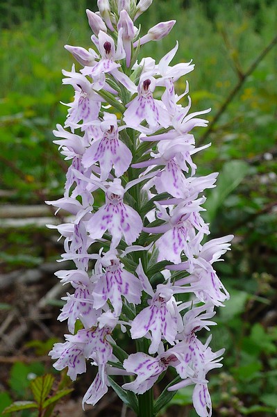 Dactylorhiza cyrnea, espèce nouvelle pour la Corse P1090210