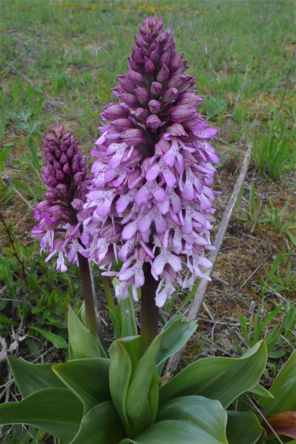 Votre plus bel Orchis purpurea P1200311