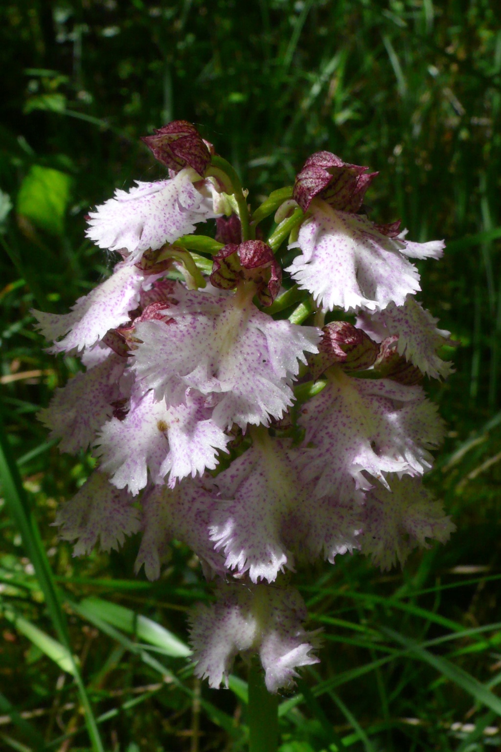 Votre plus bel Orchis purpurea P1200410