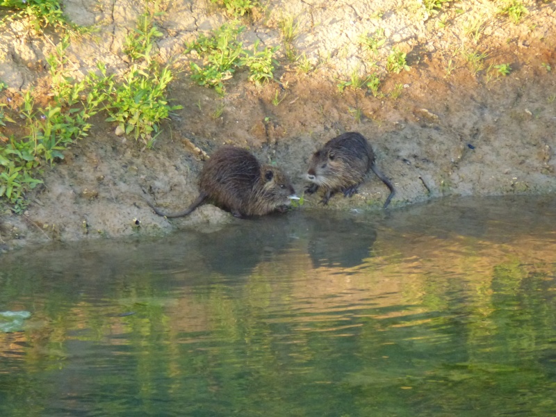 Vos plus belles rencontres avec la nature - Page 20 P1020410