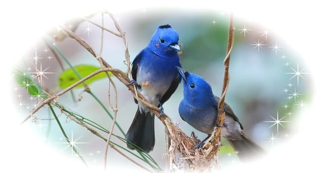  quels sont ces beaux oiseaux bleus ? Captur11