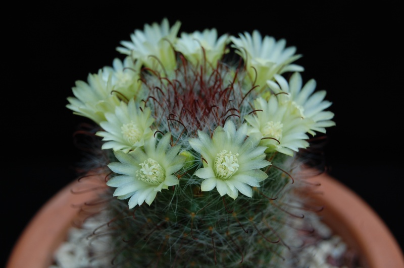 Mammillaria kunzeana 1636-210