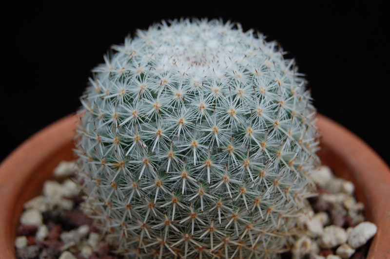 Mammillaria dealbata 2867-211