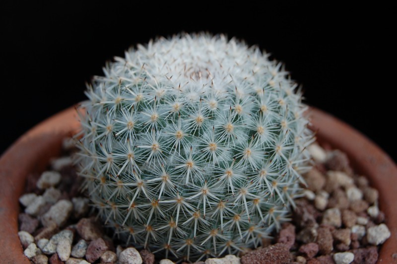 Mammillaria dealbata 2867-212