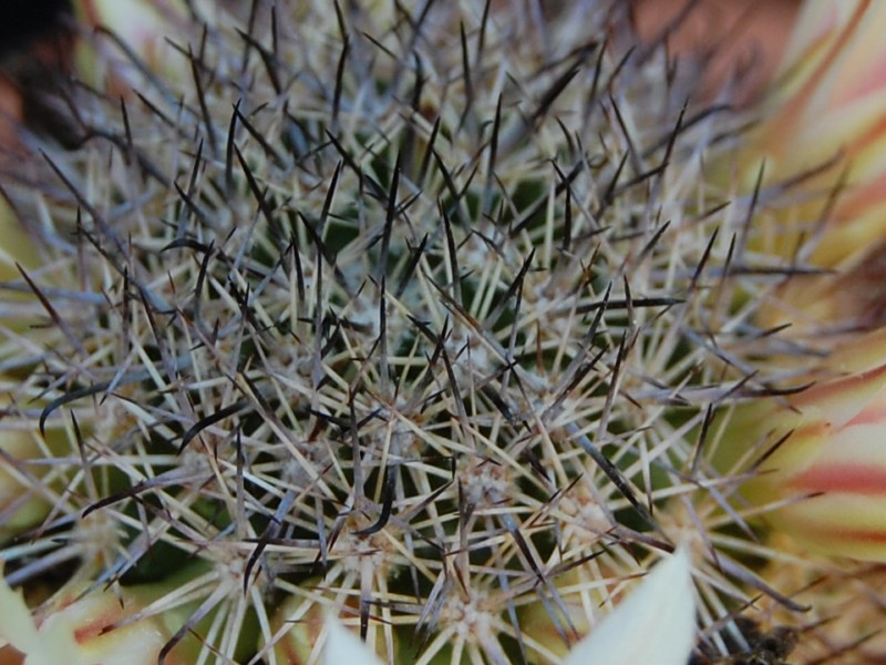 Mammillaria shurliana 4007-211