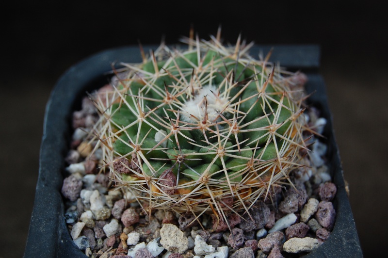 Mammillaria heyderi - Page 2 6459-211