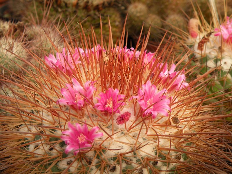 Mammillaria apozolensis    Apozol10