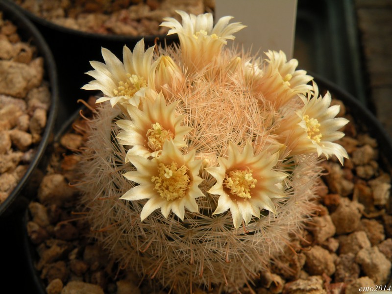 Mammillaria gasseriana Gasser16