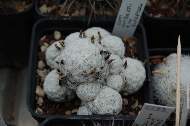 Mammillaria humboldtii Humbol10