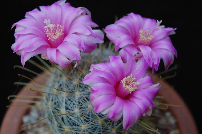 Mammillaria longiflora Longif12