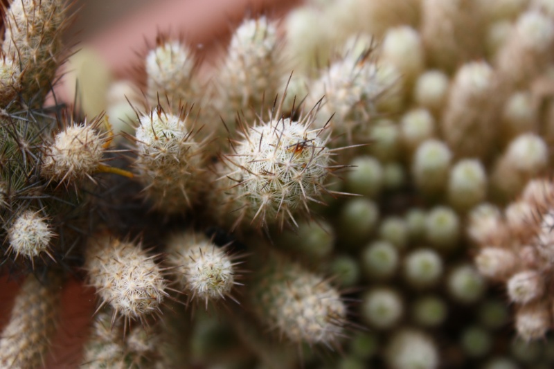 Mammillaria pottsii Pottsi10