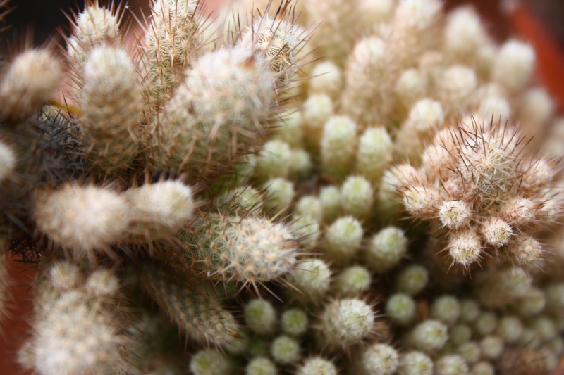 Mammillaria pottsii Pottsi11