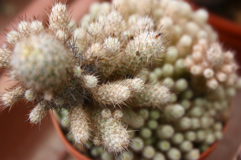 Mammillaria pottsii Pottsi13