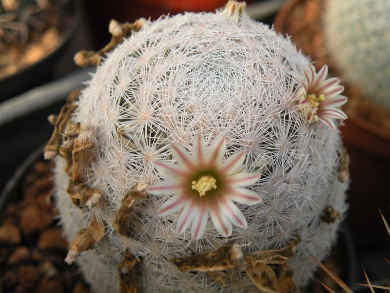 Mammillaria roseocentra Roseoc10