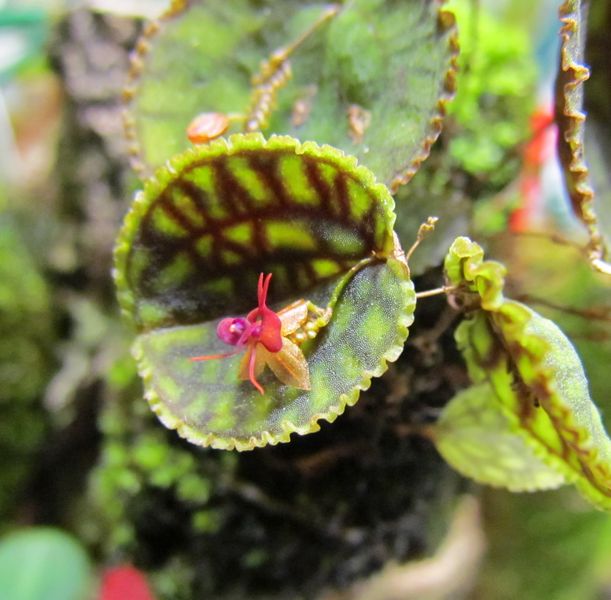 Lepanthes calodictyon Img_1827