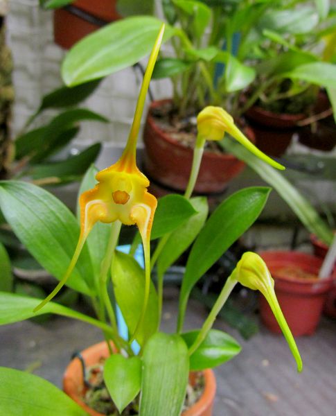 Masdevallia norops Img_1916